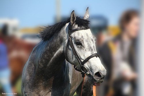 portrait of the  grey race horse by Tom  Conway